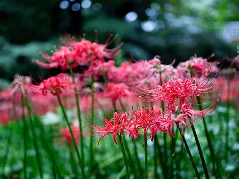 彼岸花花語日本|彼岸花（ヒガンバナ）ってどんな花？別名や赤・黄色。